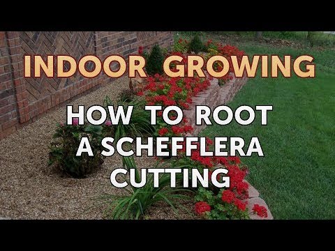 How to Regrow a Broken Aloe Leaf