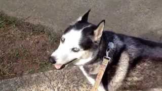 Sunday Joy/ domingo chévere Music by Cardinal Song: Angel Darling