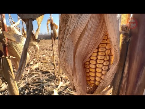 🌽 В Уссурийском округе аграрии заканчивают сбор кукурузы