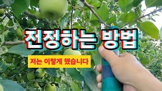 사과나무 9월 전정하는 방법