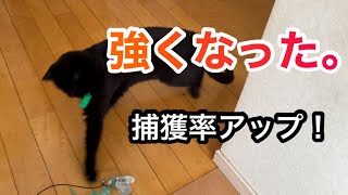 【黒猫】猫じゃらしが上達した保護猫キキ！高確率で捕まえる姿が可愛すぎた🐈‍⬛