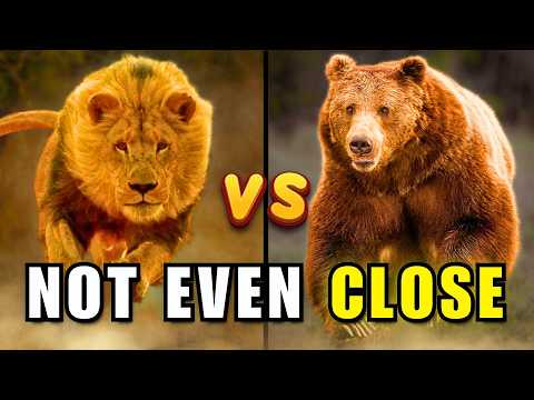 Lion vs Grizzly Bear | Bad News for Lion Fans