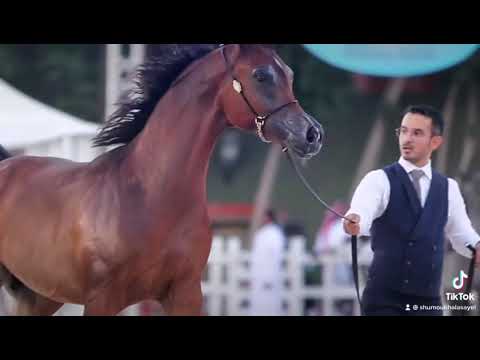 منصف ابن الابطال (رعود البداير & فينيس ام اي )