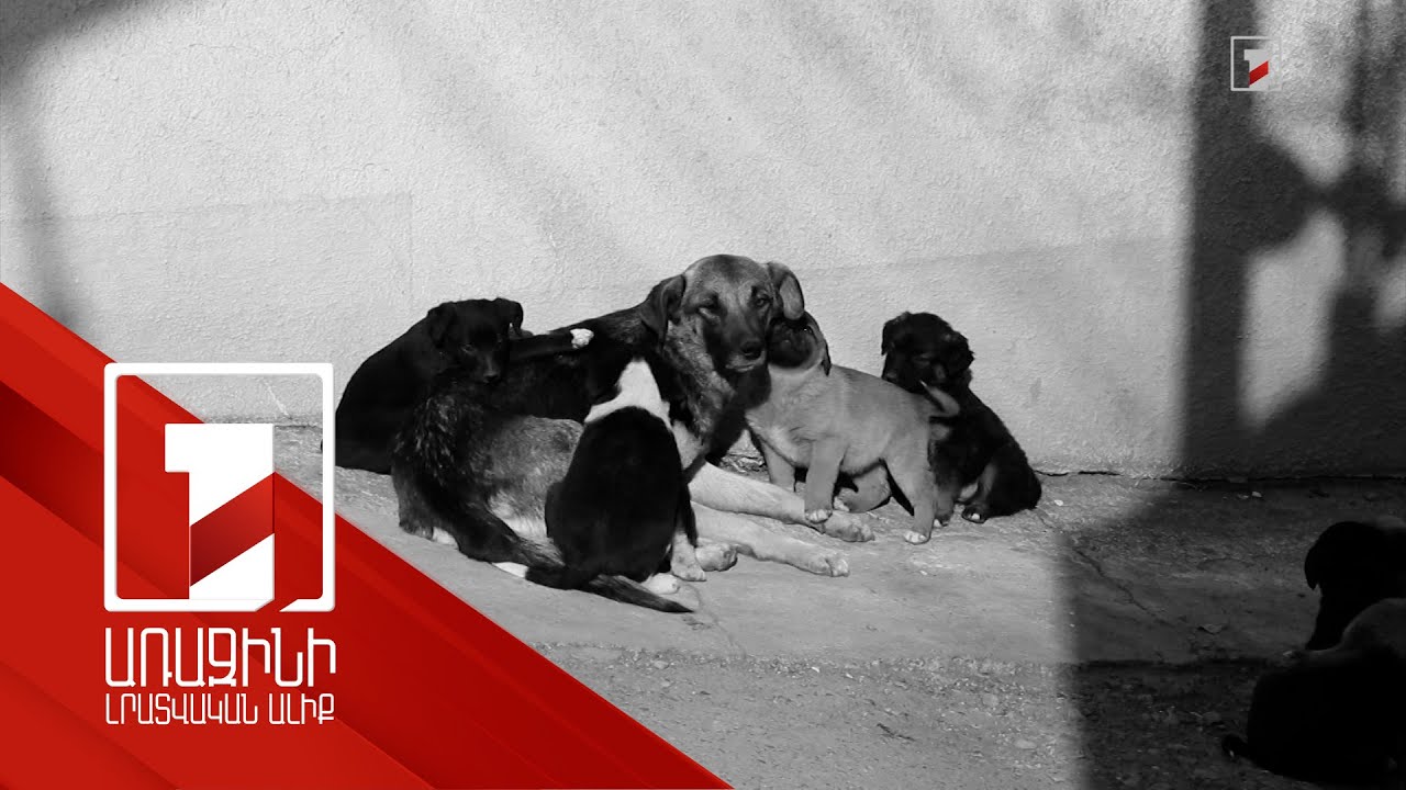 Կենդանիները կչիպավորվեն, իսկ իրենց տնային կենդանիներին լքողները կպատժվեն