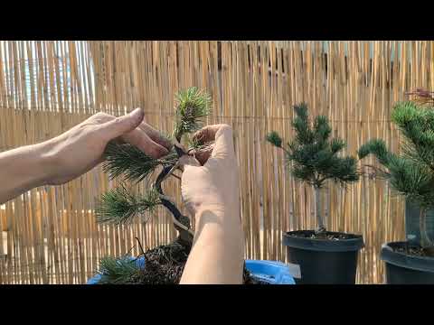 How to Make a White Pine Bonsai from Scratch. September 29, 2023.