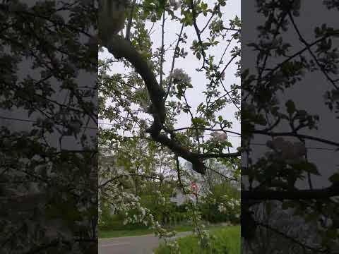 リンゴの木の根元に関連する植物はどれですか?  庭園