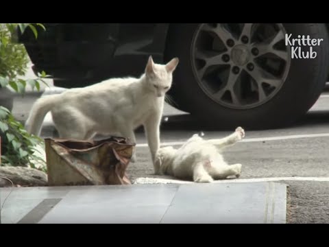 Cat Steals Her Rival's Kittens?! | Kritter Klub