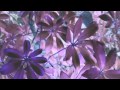 "Leaf Off / The Cave" Lyrics Video (Vestiges ...