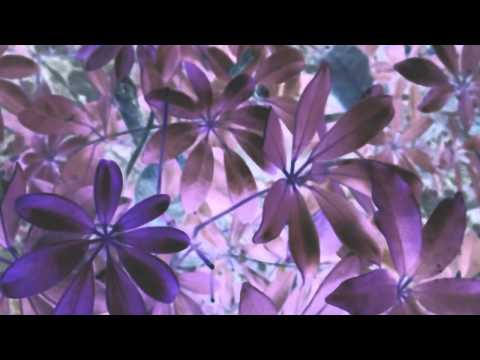 José González - Leaf Off / The Cave (Lyric Video)