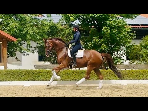 Hanoverian gelding 2014 by Don Nobless
