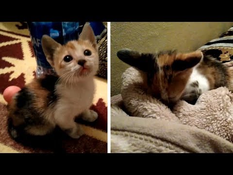 I rescued a male calico kitten