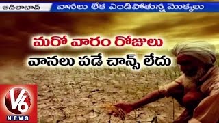 Telangana Farmers in concern with lack of rains in this Kharif Season | Adilabad - V6 News