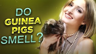 Do Guinea Pigs Smell? (Underlying Reasons and Ways to Prevent) Do Guinea Pigs Cage Stink? #guineapig
