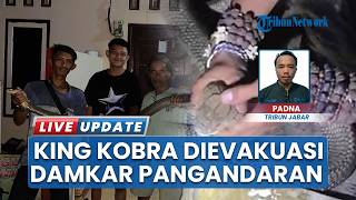 Heboh King Kobra 3 Meter di Teras Rumah Warga Pangandaran, Damkar Lakukan Evakuasi Malam Hari
