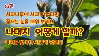사과나무 나대지현상 가지받기 잠자는눈 깨우기실험 [사과재배]