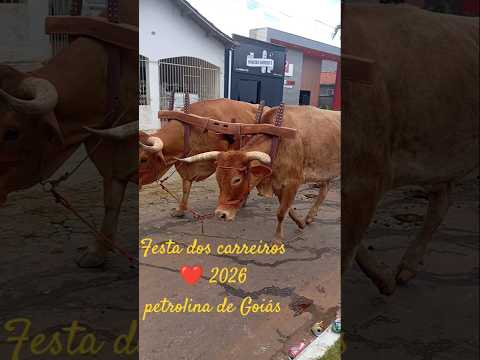 veja até  ofim!!  Davi munto no  boi Gir.😲