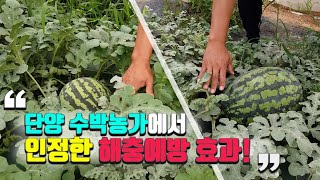 수박총채벌레 진딧물 응애 병충해방제 펴나지오 썬라이크필름
