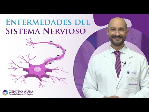 ¿Qué es el sistema nervioso?