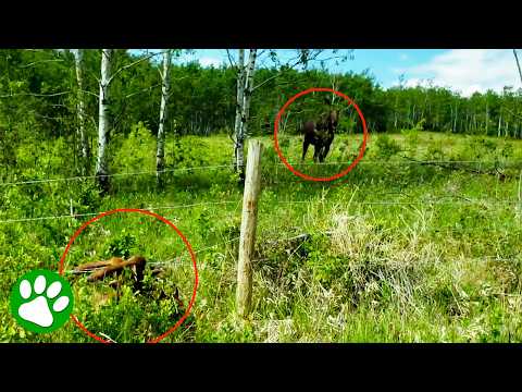 Moose Calf Trapped in Barbed Wire😱 Brave Strangers Risk Everything as Mom Watches ❤️