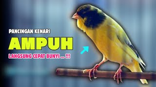 Download lagu PANCINGAN Kenari Paud Belajar BUNYI - Cocok Untuk KENARI Belajar BUNYI Ngeriwik | 631 mp3