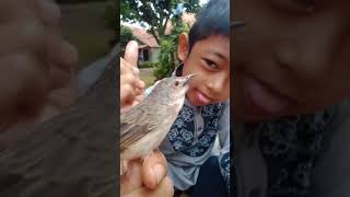 Download lagu cigun konslet isian belalang mas mp3