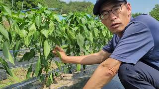 다분지고추 다수확 재배방법 초기용 꿀팁!