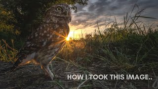 Wide Angle Little Owl Photography | How I Took This Shot