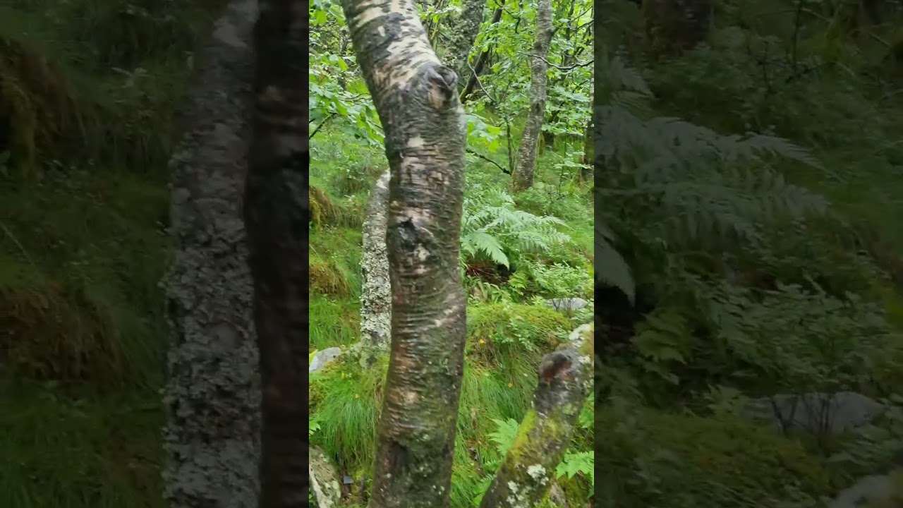 YouTube Short thumbnail