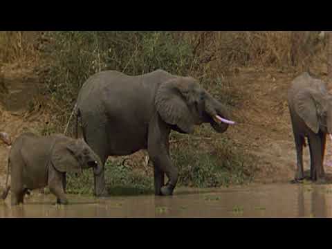 Elza z afrykańskiego buszu 1966 Lektor