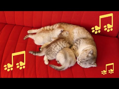 Mom cat and their babies - purrrfect to Relax / Study / Work