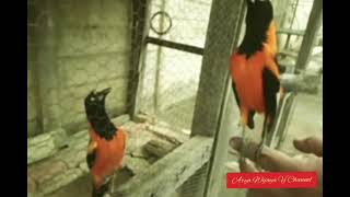 Download lagu Uniknya Suara Kepodang Brazil #kepodang #orioles mp3