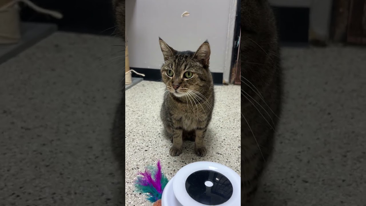 Enlarge Mitch, a Adoptable American Bobtail in Los Angeles, CA video 2/6