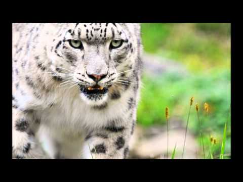 Seba - Painted Sky (Falinox Remix)