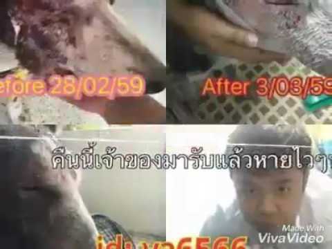 จองโภชนาการบำบัดสำหรับโรคสะเก็ดเงิน โรคสะเก็ดเงิน Dudu-Osun