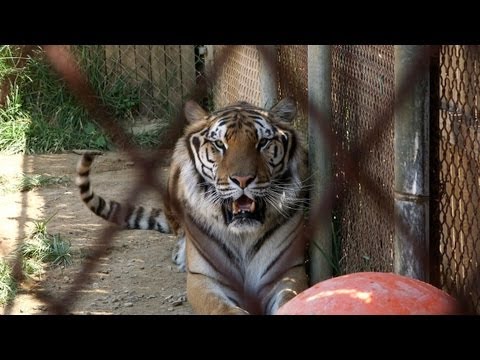 Danger in Your Backyard - Wild Animals as Pets