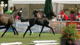 Video of Corrinaro