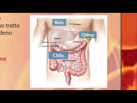 La struttura e le funzioni dell'apparato digerente - II part