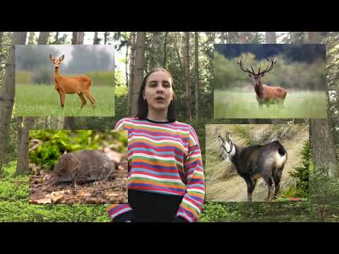 SKRIVNOSTI POHORSKIH GOZDOV