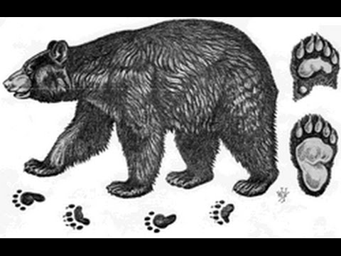 Bear Tracks - How To Identify