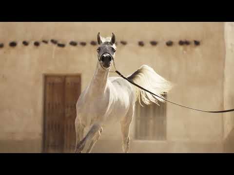 Doha Stud presents FARASHA AL DOHA (Farhoud Al Shaqab x Magidaa Al Rayyan)