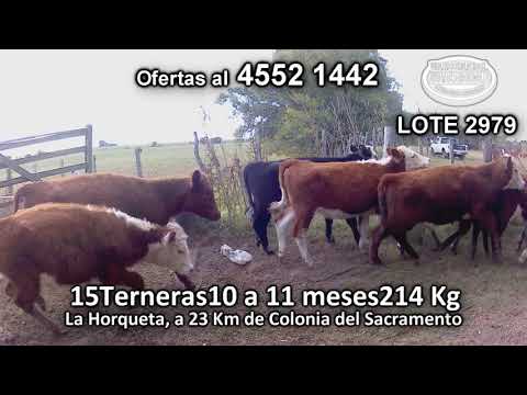 Lote 15 Terneras 10 HE - 3 HE/ RA - 1 HE/ AA - 1RA 214 Kgkg -  en La Horqueta, a 23 Km de Colonia del Sacramento
