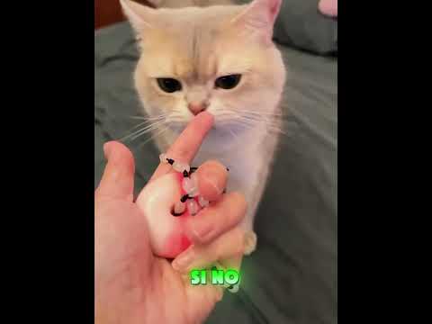 🐱 ¡George El Gato Sufre Por El Collar Misterioso!#relatable  #shorts #comedy #humor #funny  #cat