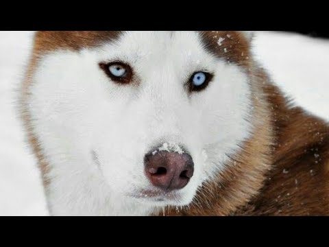 TOP 10 CUTEST DOG BREEDS IN THE WORLD