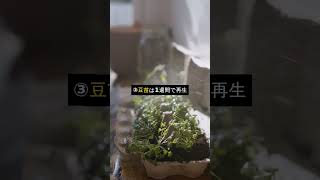 💸 一人暮らしで育てると得する野菜5選！買うより断然安い