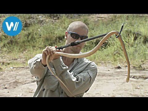 Taipan, the most dangerous snake in the world (360° - GEO Reportage)