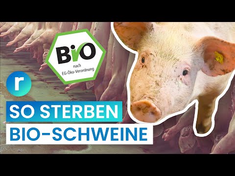 , title : 'Bio-Schlachtung: weniger Leid fürs Fleisch? | reporter'