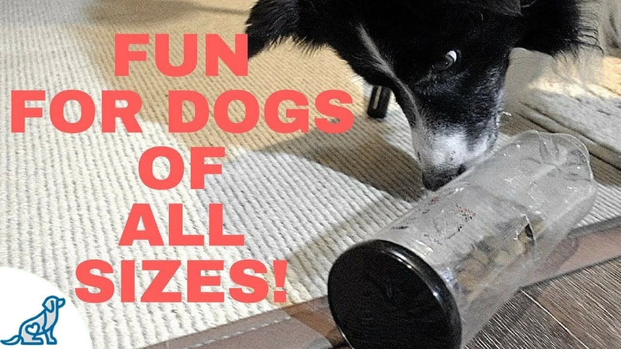 Brain Games For Dogs DIY