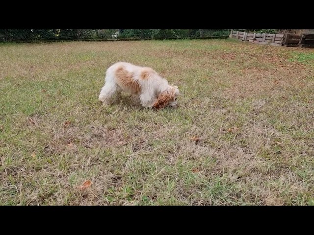 English Cocker Spaniel puppy for sale