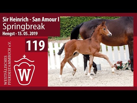 119 Springbreak Hengst v. Sir Heinrich - San Amour I