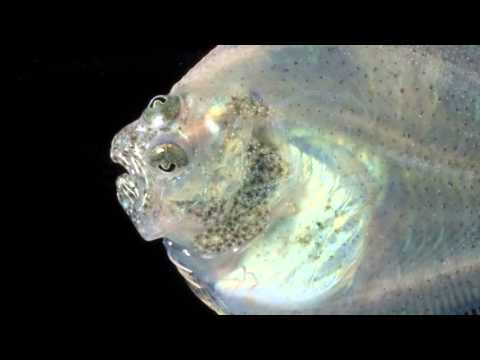 The turbot: the first vertebrate to be sequenced in Spain